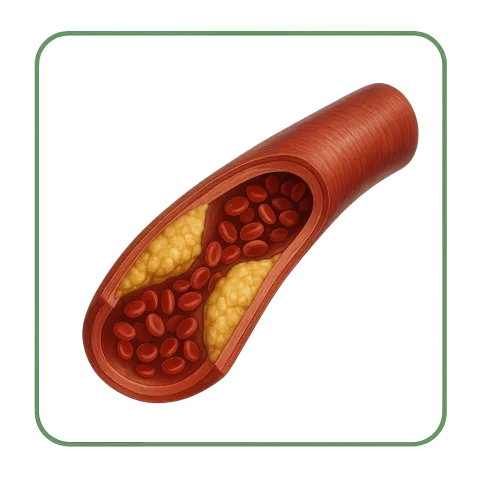 Medikamente gegen Cholesterin